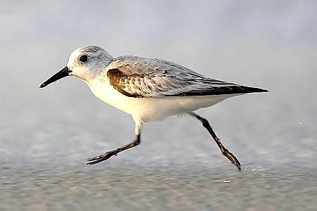 Strandlaeufer 泽姆平 外观 照片